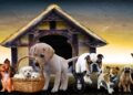 animals-