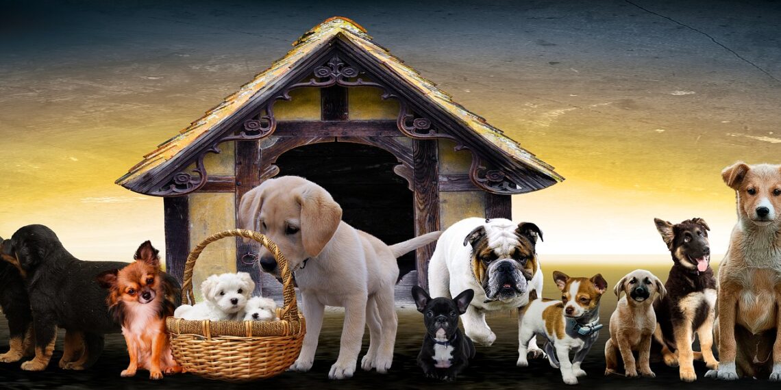animals-