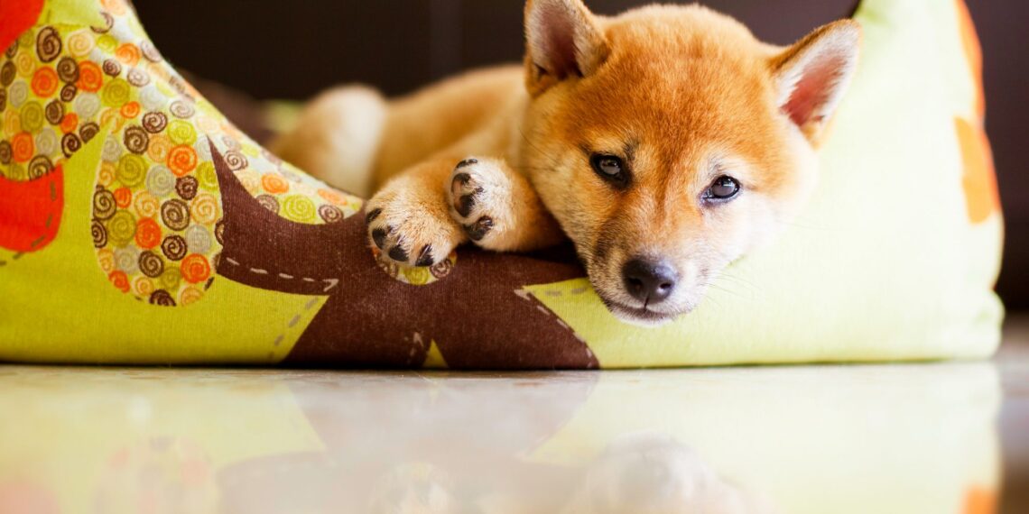 Steps to Clean Your Dog’s Bedding and Get Rid of Bacteria
