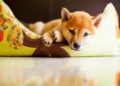 Steps to Clean Your Dog’s Bedding and Get Rid of Bacteria