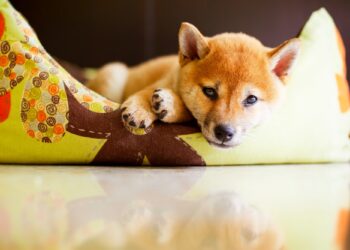 Steps to Clean Your Dog’s Bedding and Get Rid of Bacteria