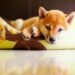 Steps to Clean Your Dog’s Bedding and Get Rid of Bacteria