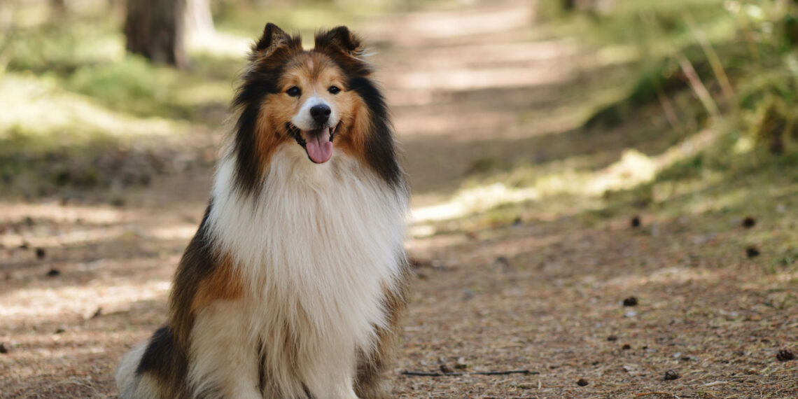 Are Dogs Happier If They Are Trained? 4 Facts About Trained Doggies