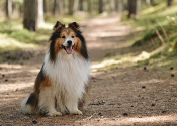 Are Dogs Happier If They Are Trained? 4 Facts About Trained Doggies