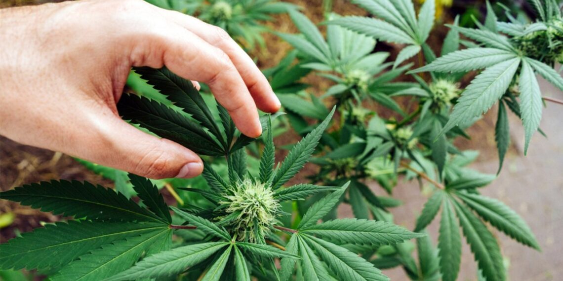 Taste and Effects of Banana Runtz Strains: Things to Know