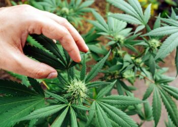 Taste and Effects of Banana Runtz Strains: Things to Know